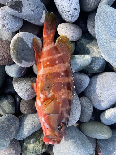 アカハタの釣果