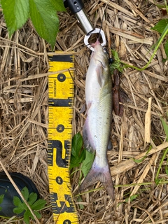 アメリカナマズの釣果