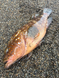 キジハタの釣果