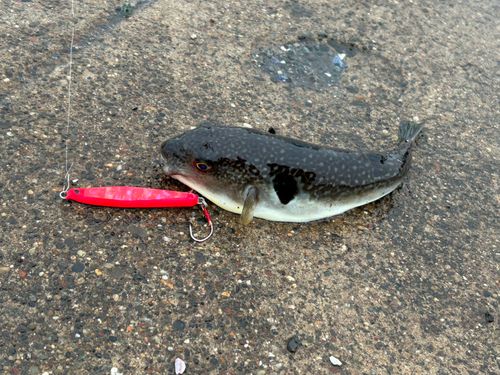 マフグの釣果