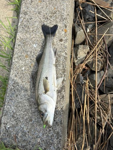 フッコ（マルスズキ）の釣果