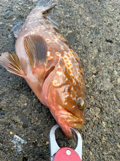 アコウの釣果