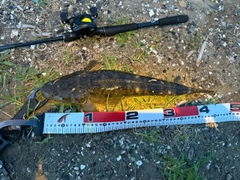 マゴチの釣果