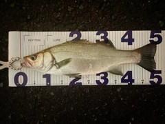 フッコ（ヒラスズキ）の釣果
