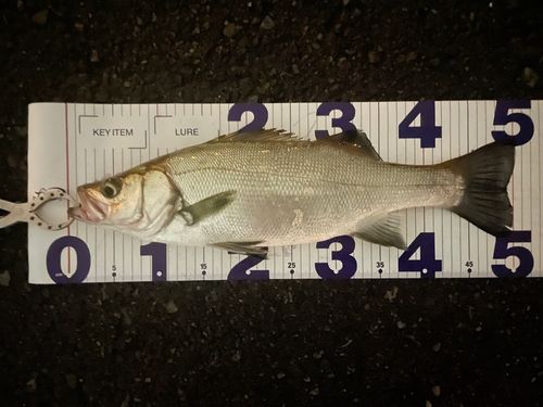 フッコ（ヒラスズキ）の釣果