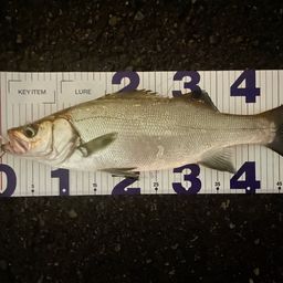 フッコ（ヒラスズキ）