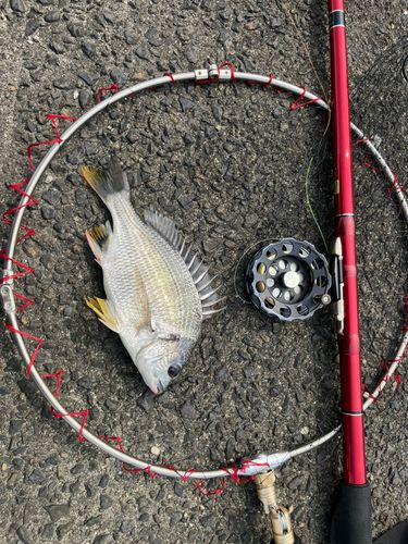 キビレの釣果