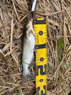 アメリカナマズの釣果