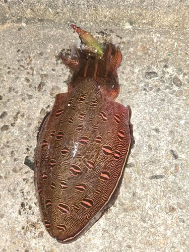 モンゴウイカの釣果
