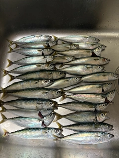 サバの釣果