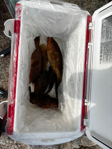 キジハタの釣果