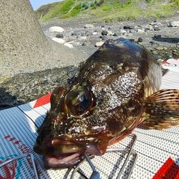 カサゴ