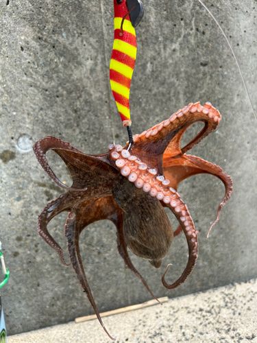 タコの釣果