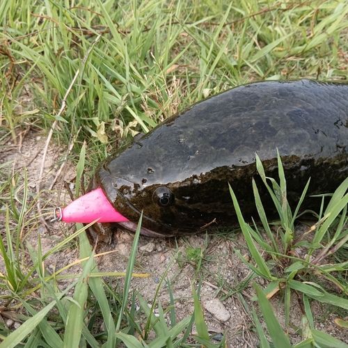 ライギョの釣果