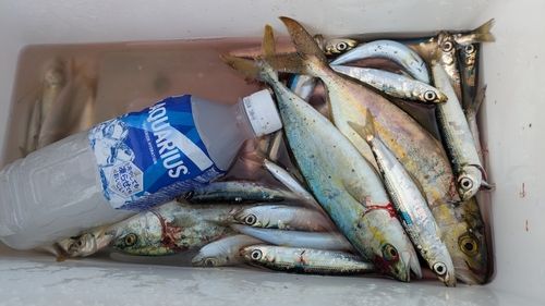 ツバスの釣果
