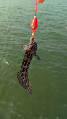 釣果