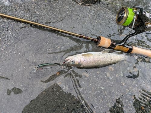 イワナの釣果