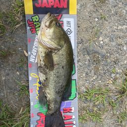ブラックバス