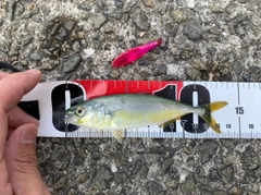 モジャコの釣果