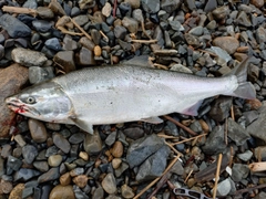 サクラマスの釣果