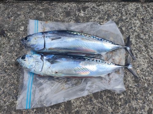 ソウダガツオの釣果