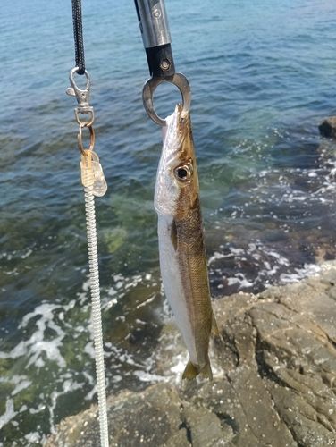 釣果