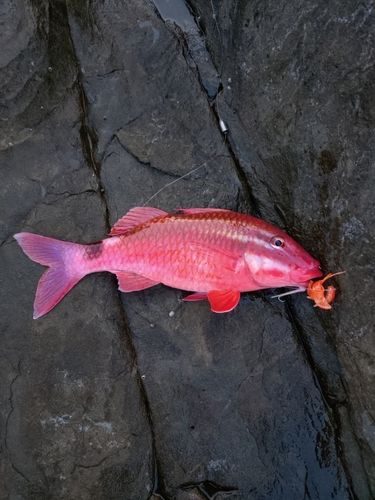 オジサンの釣果