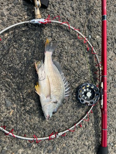 キビレの釣果