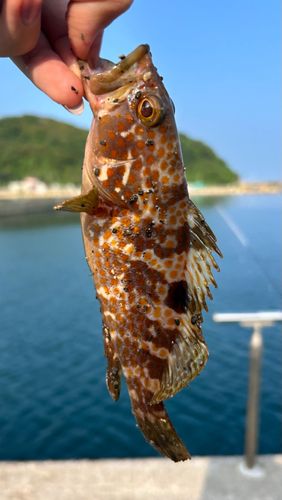 アコウの釣果