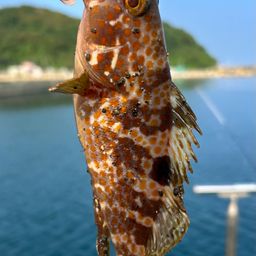アコウ