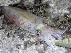 ヤリイカの釣果