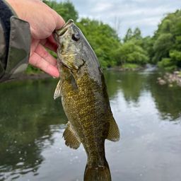 スモールマウスバス