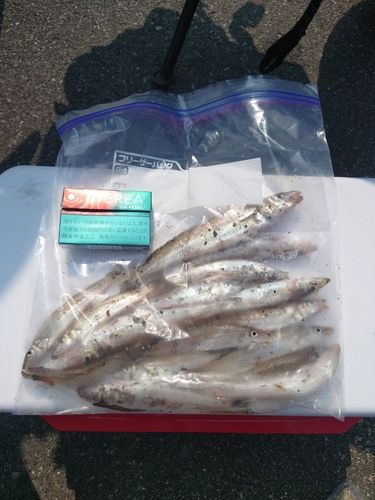 キスの釣果