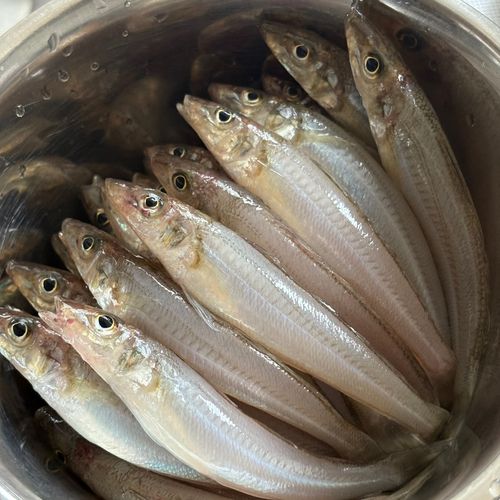 シロギスの釣果