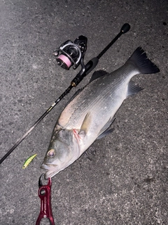 ヒラスズキの釣果