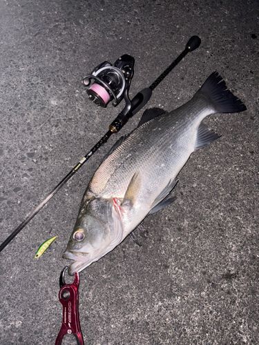 ヒラスズキの釣果
