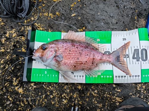 シロダイの釣果