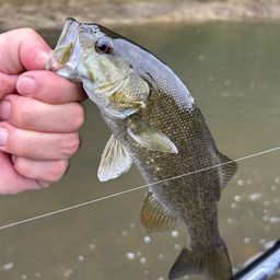 スモールマウスバス