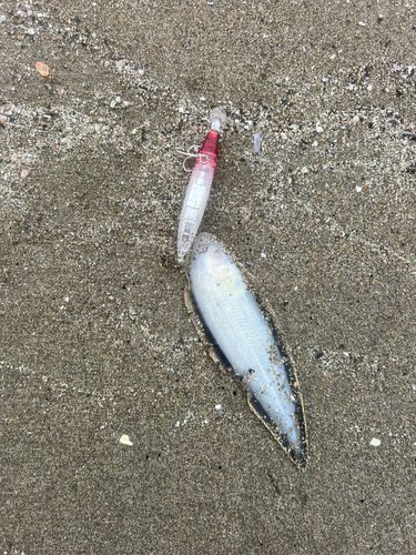 シタビラメの釣果