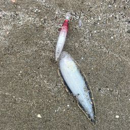 シタビラメ