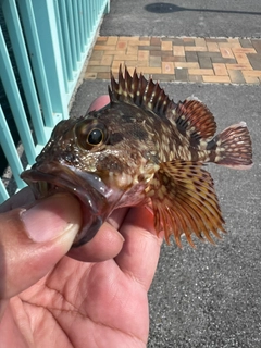 カサゴの釣果