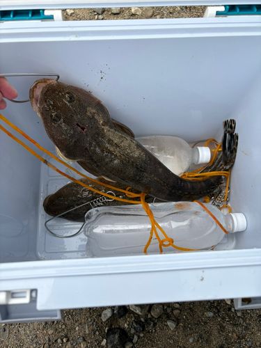マゴチの釣果