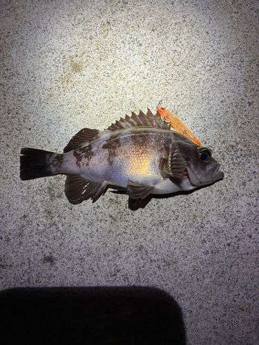 メバルの釣果