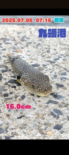 クサフグの釣果