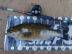 スモールマウスバスの釣果