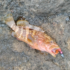 キジハタの釣果