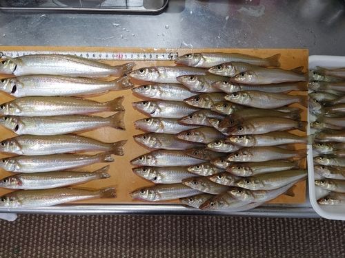 キスの釣果