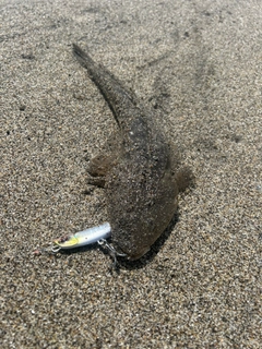 マゴチの釣果