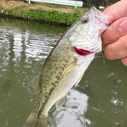 ラージマウスバス