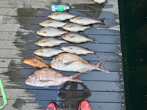 イサキの釣果